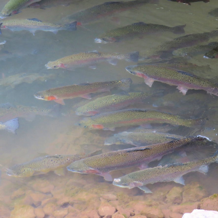 Look Ahead to Winter Trout Fishing: Why the Coldest Months Deserve More Time on the Water