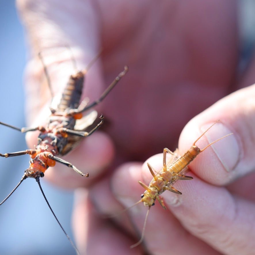 Salmonfly and golden stonefly insects shown side by side, highlighting their natural colors, wings, segmented bodies, legs, and antennae.