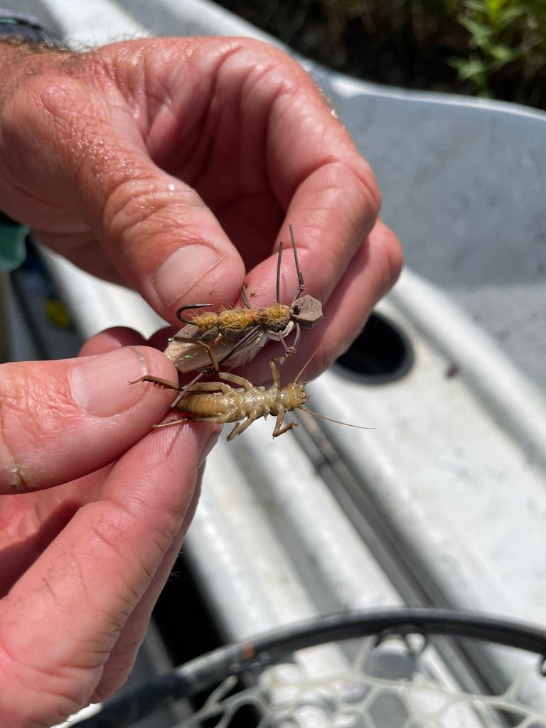 How to Match Fly Size: Start with the Insect’s Body