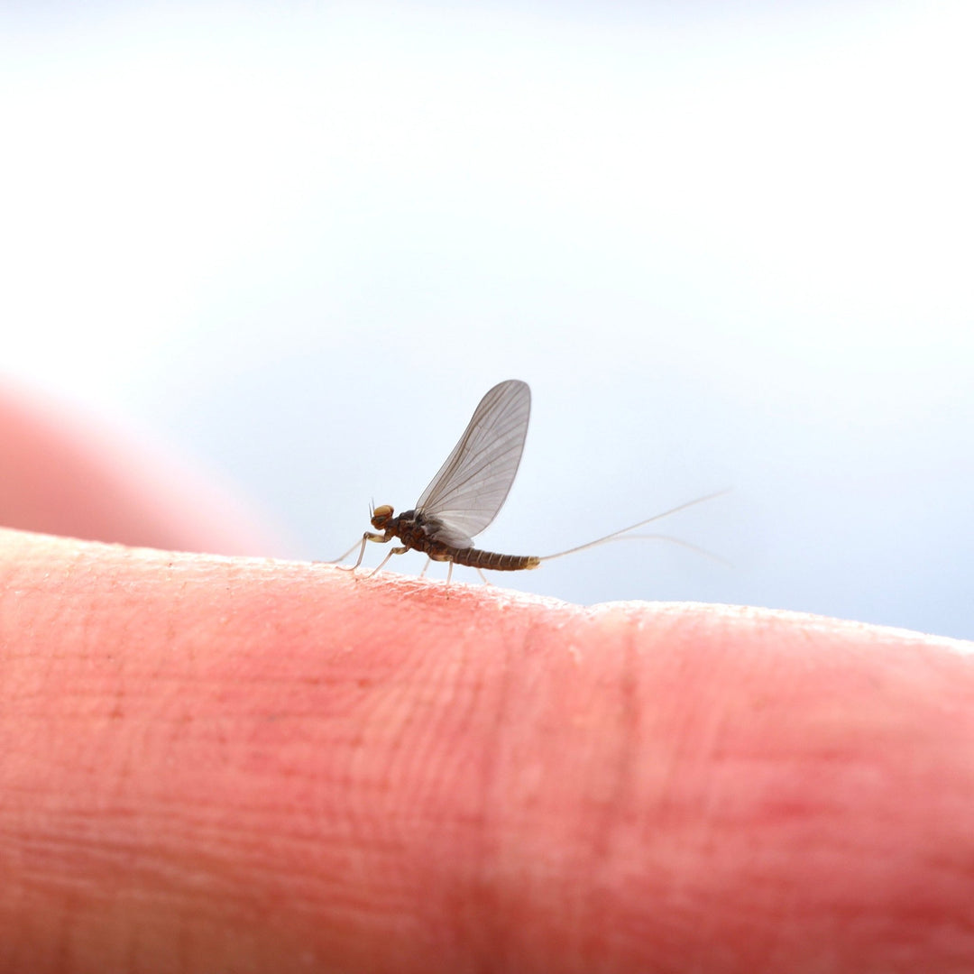 Why Blue-Winged Olives Hatch on Cloudy and Rainy Days