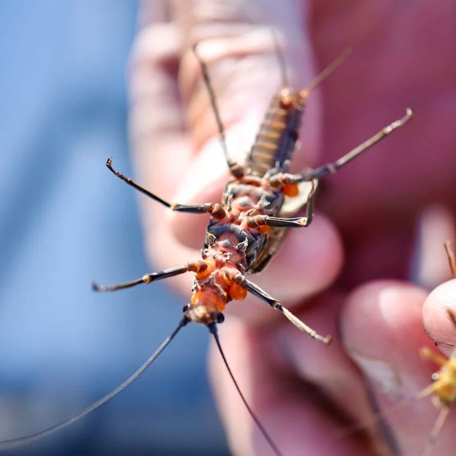 How to Fish a Dry-Dropper Rig (and Why It Works So Well for Trout)