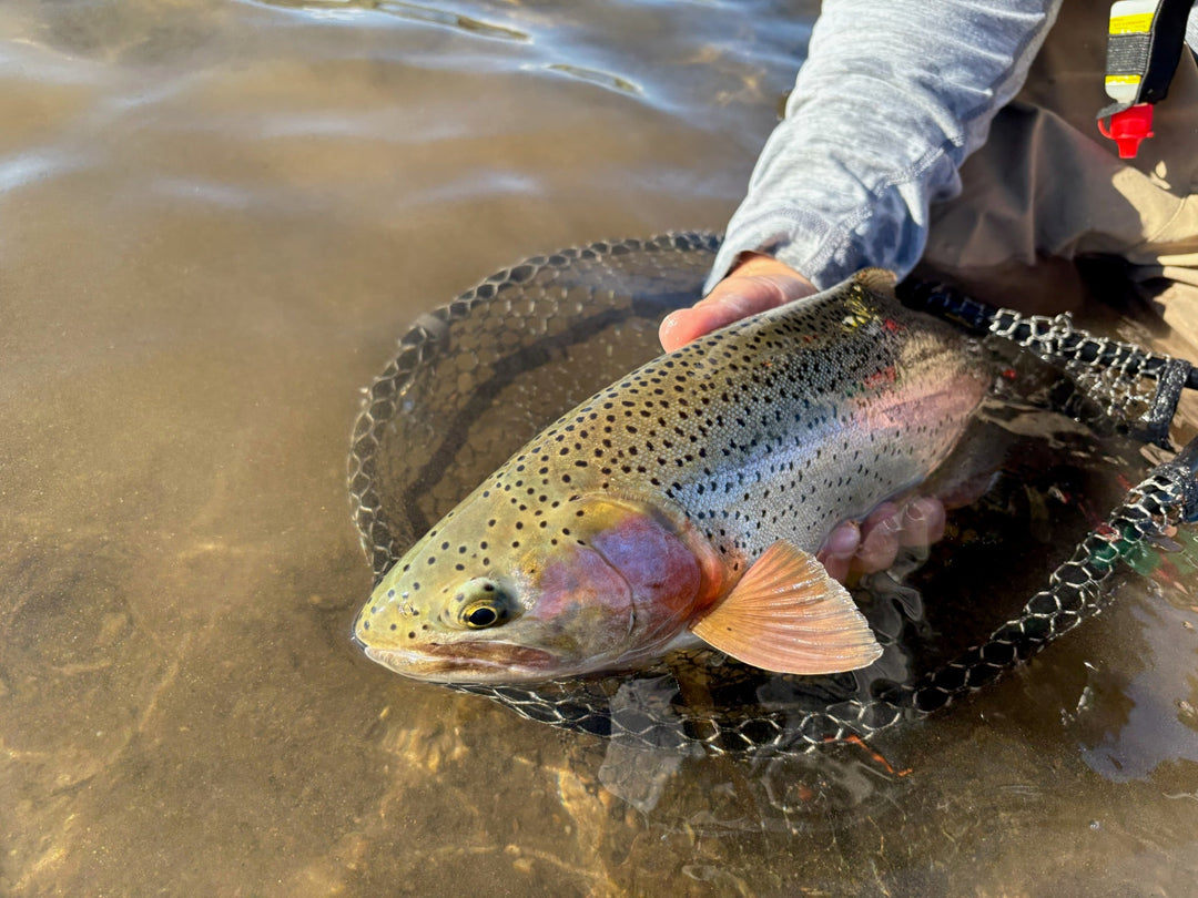 How Water Temperature Changes Trout Behavior: The Most Important Variable Most Anglers Ignore