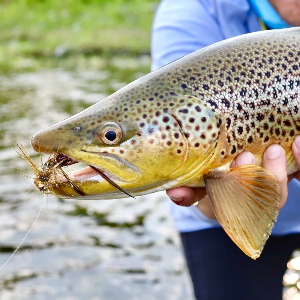 Trophy Streamers: How to Hunt Bigger Trout With Larger Flies