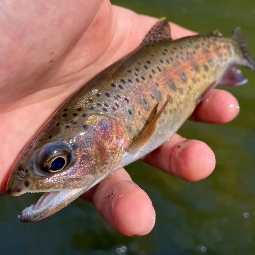 Fly-Fishing-the-Jacks-River-Chasing-Wild-Trout-in-North-Georgia Redd's Flies