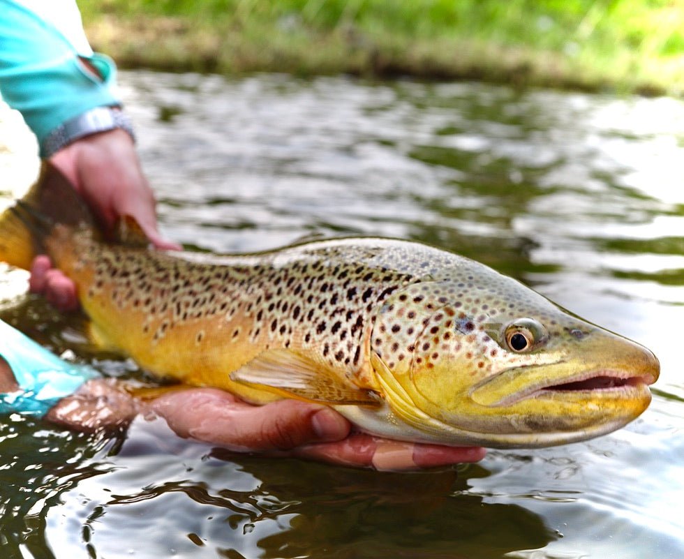 Fly Fishing the Watauga River: Hatches, Flows, and the Best Flies