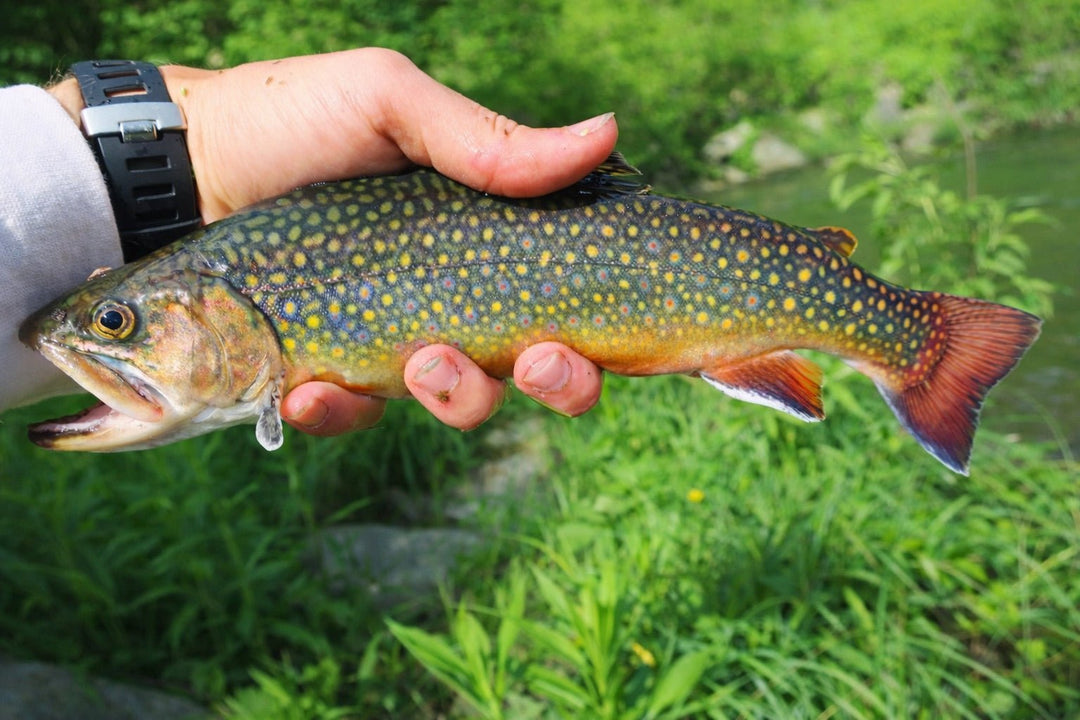 FAQ: How Buying Supports Trout Conservation