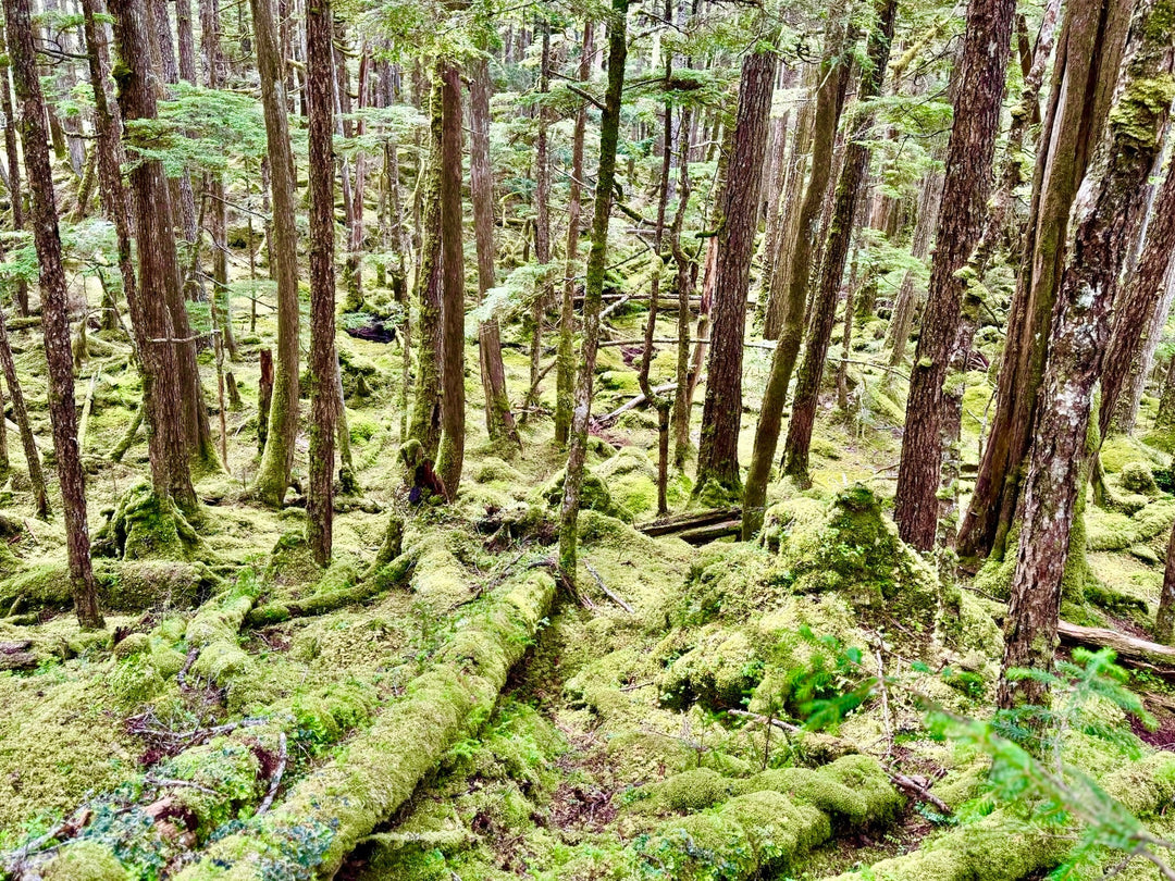 Mossy forest landscape with lush green ground cover, shaded trees, and a damp woodland setting.