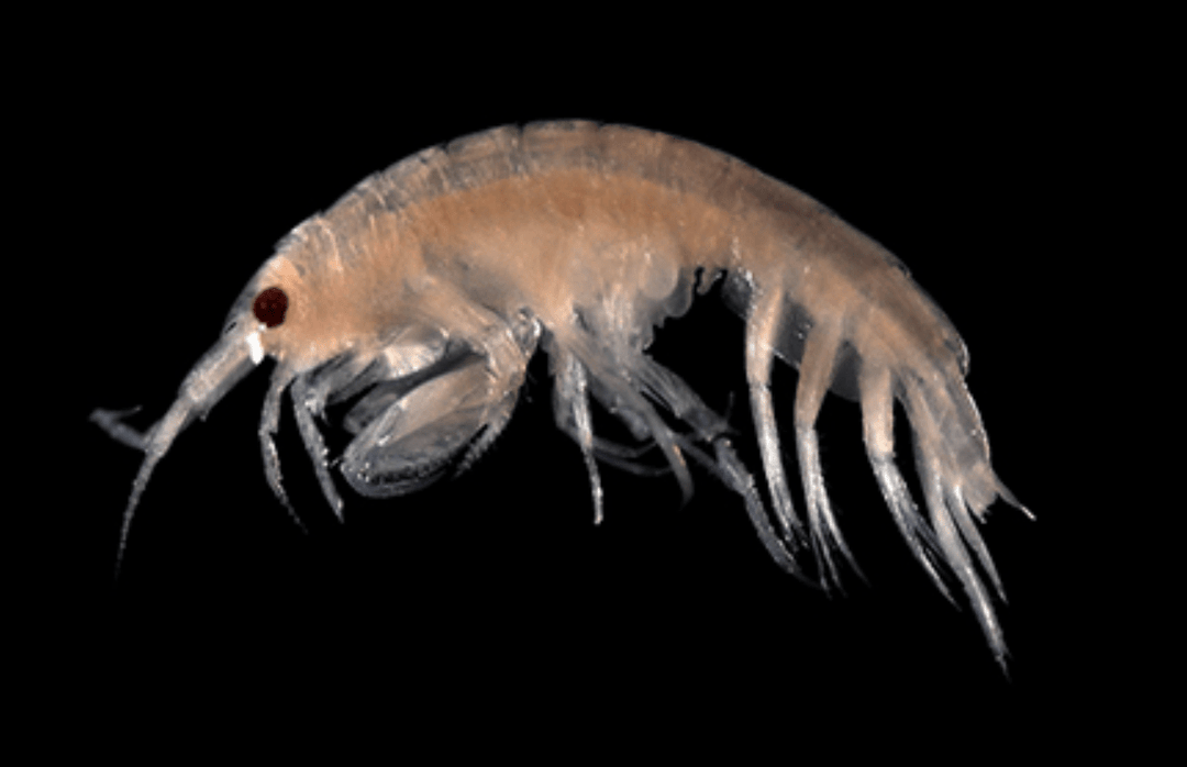 What Do Trout Eat Besides Mayflies, Caddisflies, and Stoneflies?