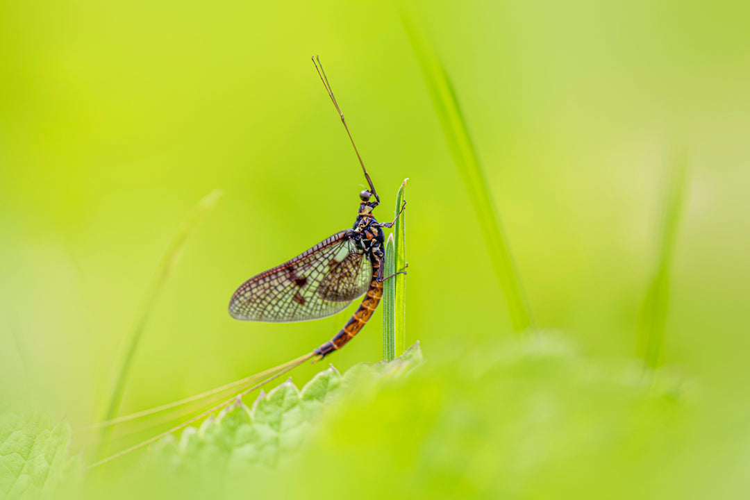 Spring Trout Fishing: How to Make the Most of the Best Season on the River