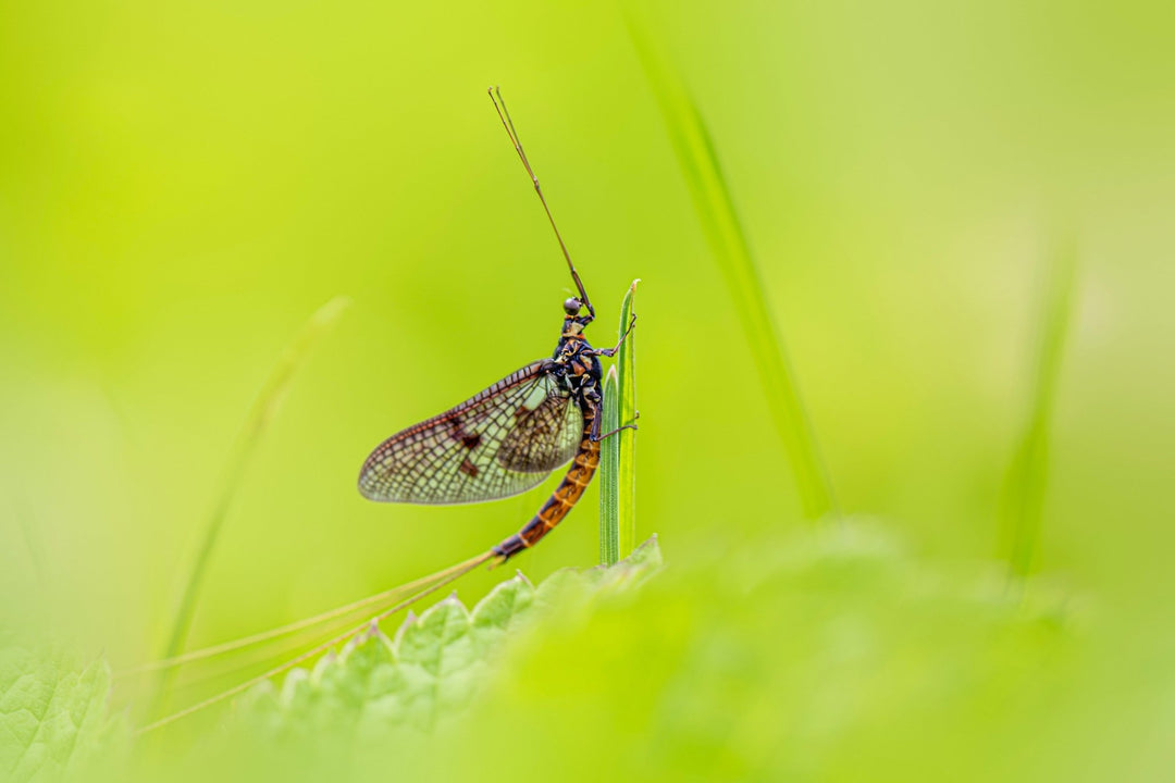 Mayfly Life Cycle Explained: Nymph, Emerger, Dun and Spinner