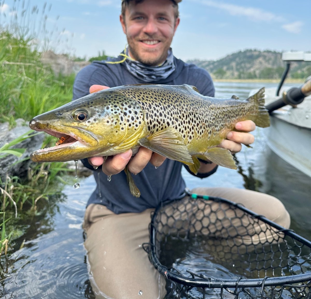 Brown Trout with Hopper Fly in Mouth