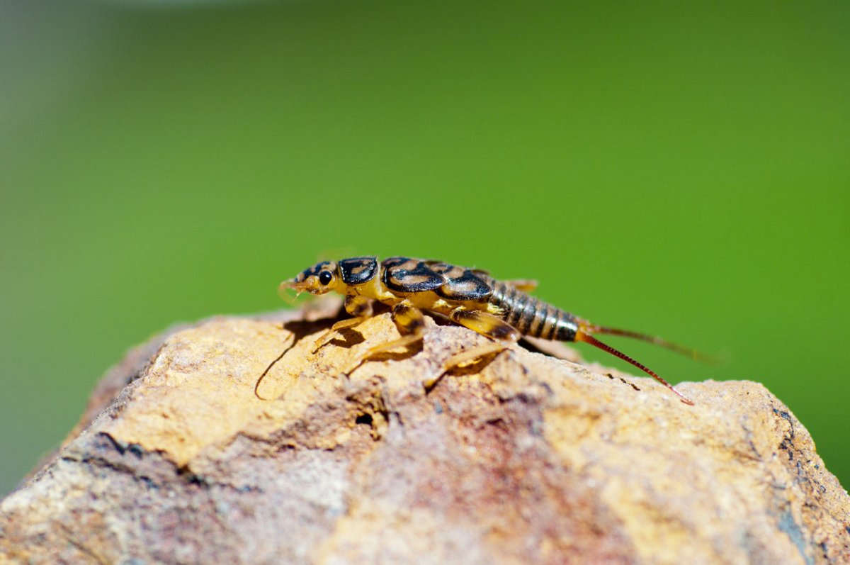 Adult stonefly on a stream rock, the aquatic insect imitated by stonefly nymph and dry fly patterns.