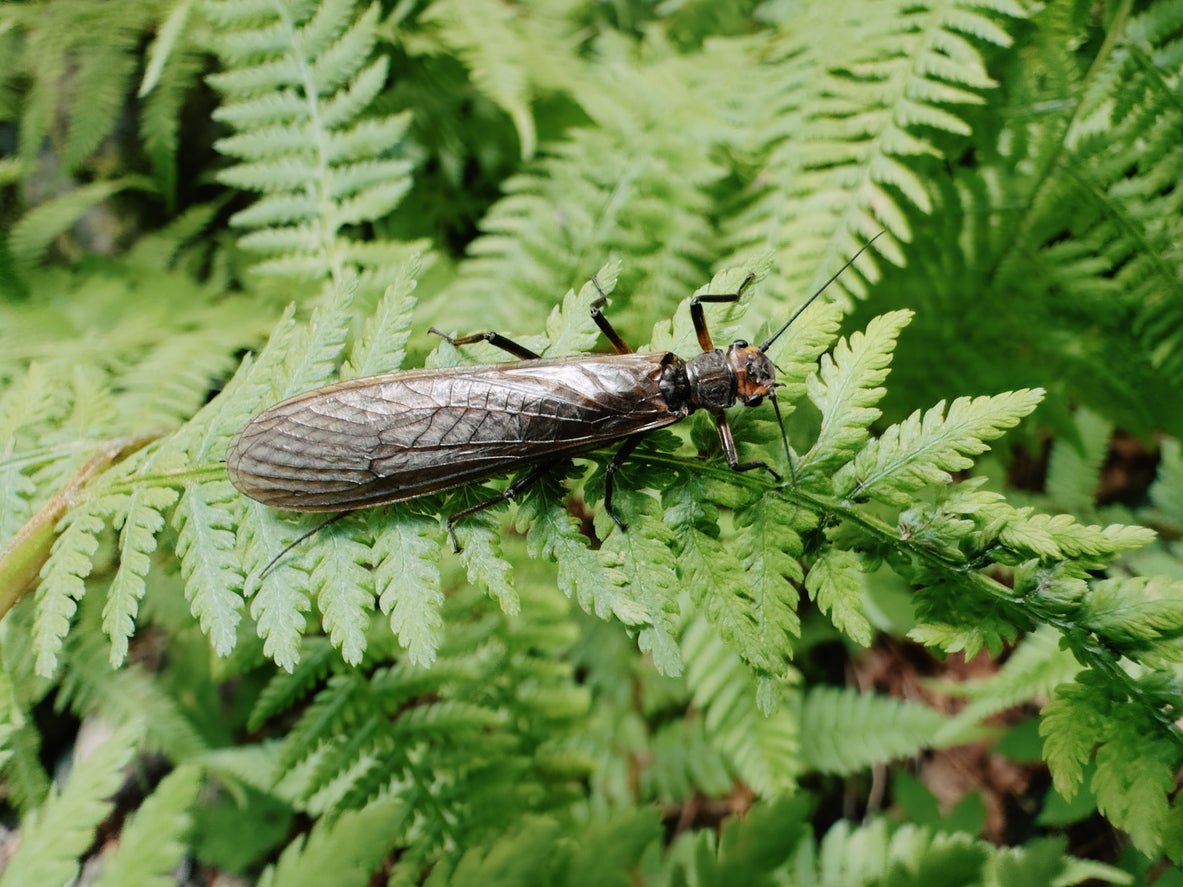 Adult stonefly dry fly pattern for trout fishing during stonefly hatches and egg-laying activity.