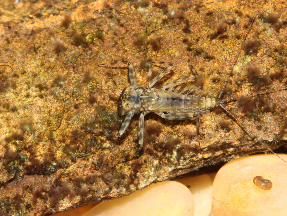 Mayfly nymph on a submerged log, the aquatic insect imitated by mayfly nymph flies for trout fishing.