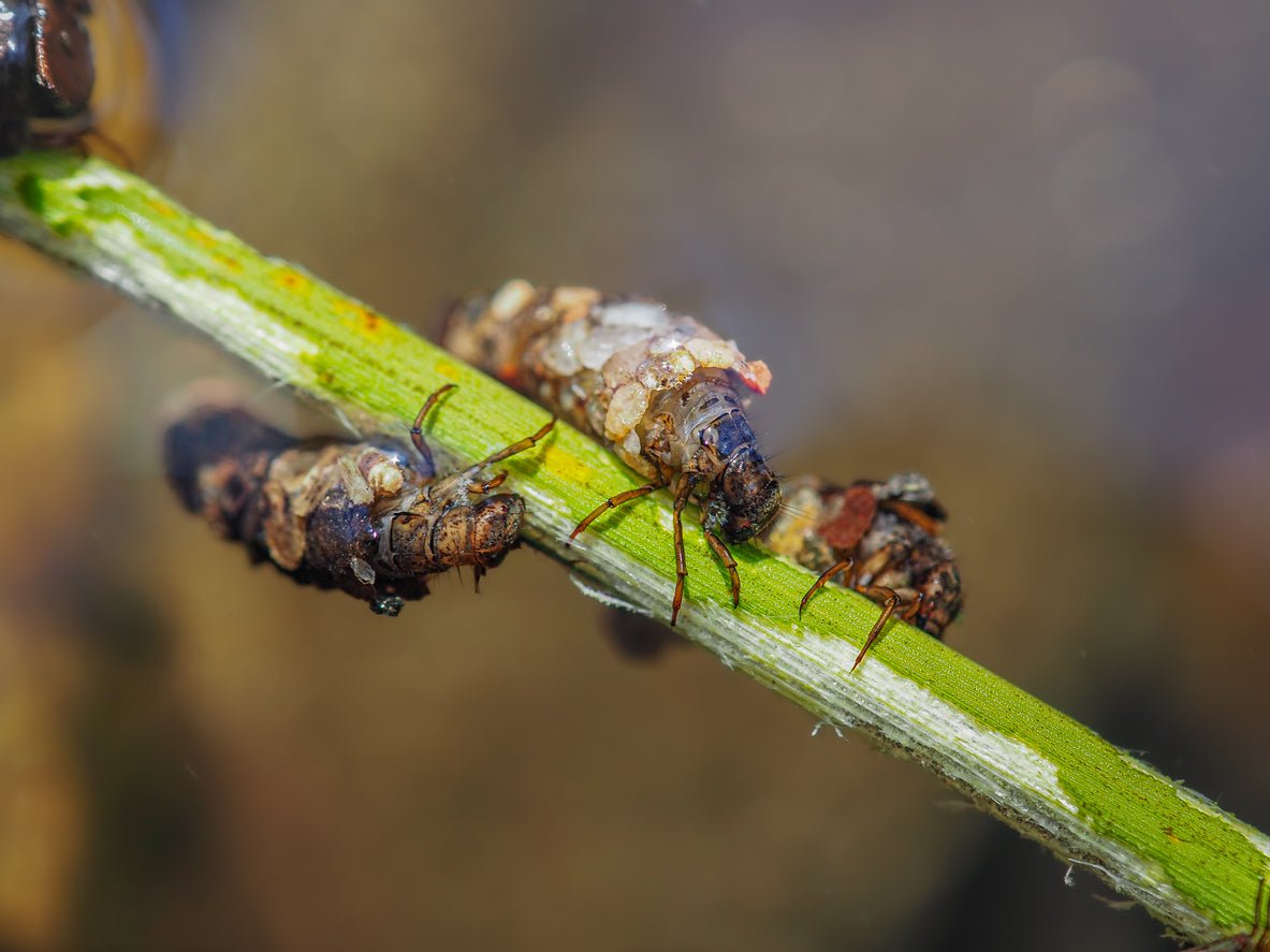 Caddis nymph on aquatic vegetation, a common trout food imitated by caddis nymph flies.