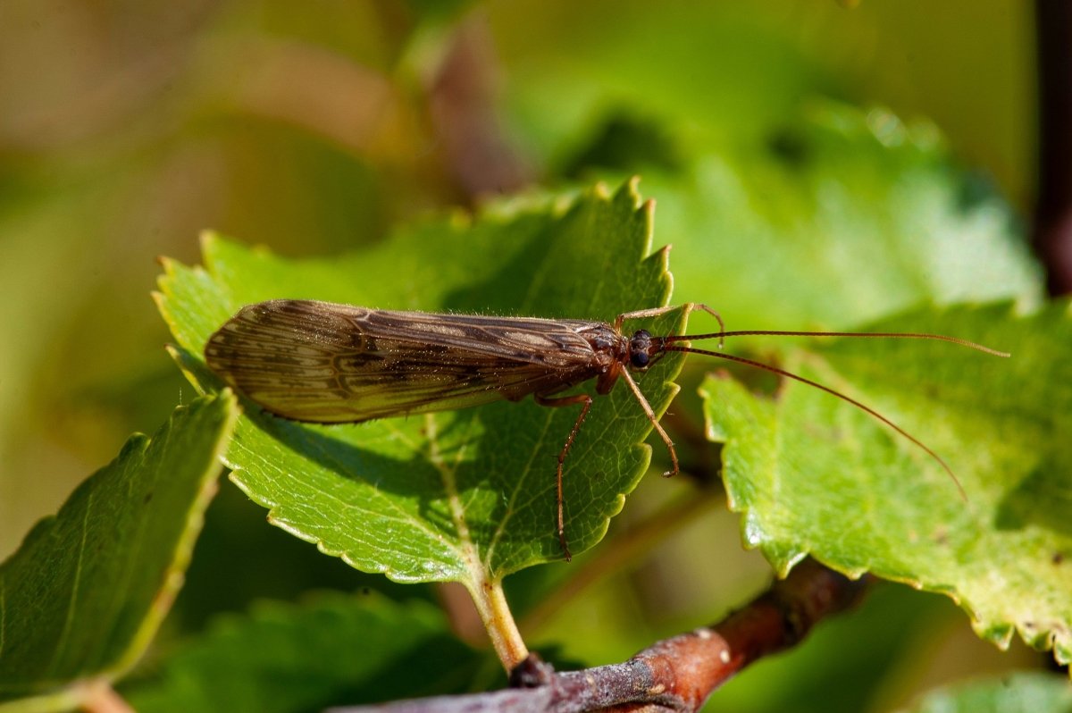 Adult caddis fly on a leaf, the surface insect imitated by caddis dry flies for trout fishing.