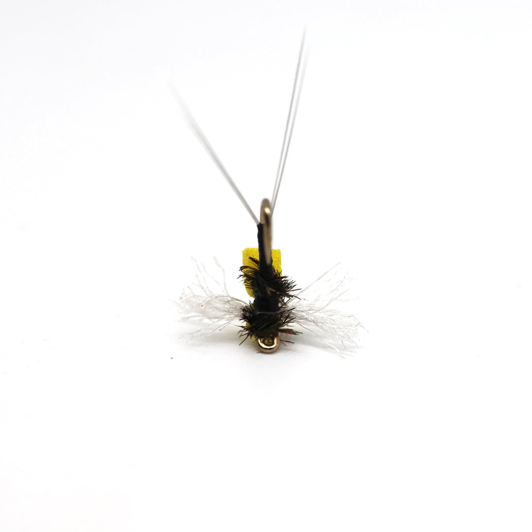 Redd's Favorite Trico