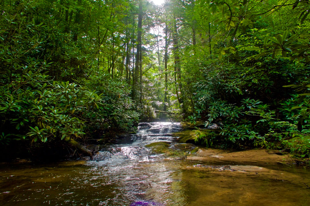 Forest trout stream habitat representing Redd’s Flies’ commitment to conservation and protecting clean waterways.
