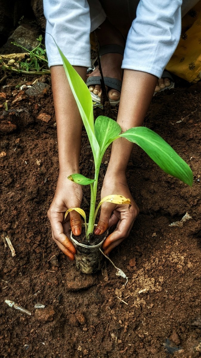 One tree planted with every order